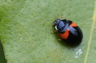 <i>Harmonia axyridis</i>