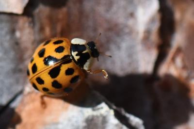 <i>Harmonia axyridis</i>