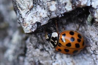 <i>Harmonia axyridis</i>