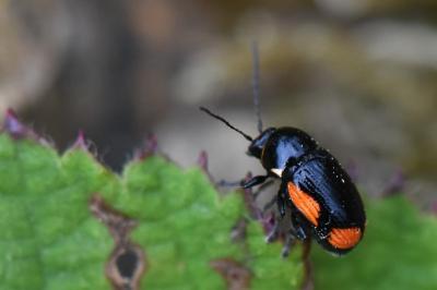 <i>Cryptocephalus moraei</i>