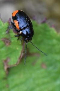 <i>Cryptocephalus moraei</i>