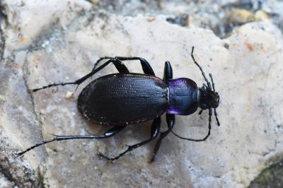 <i>Carabus violaceus</i>