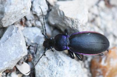 <i>Carabus violaceus</i>