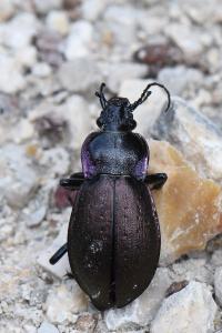 <i>Carabus nemoralis</i>
