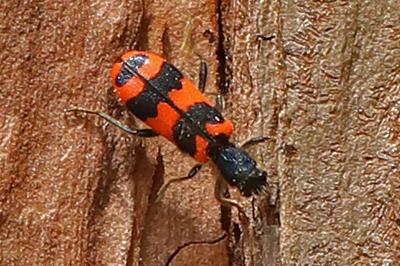 <i>Trichodes alvearius</i>