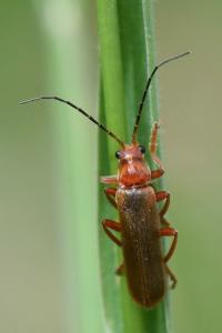 <i>Cantharis</i>