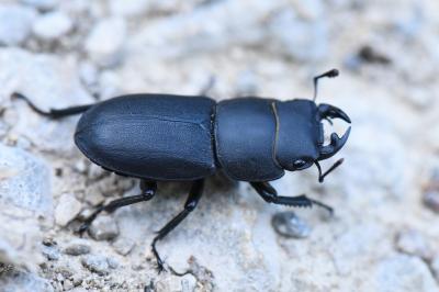 Dorcus parallelipipedus