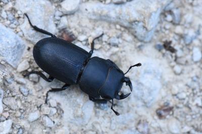 Dorcus parallelipipedus