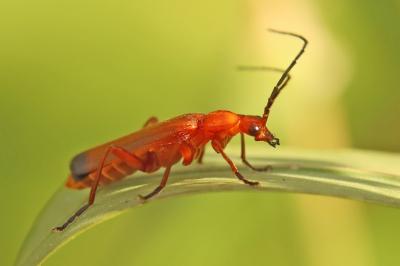 <i>Rhagonycha fulva</i>