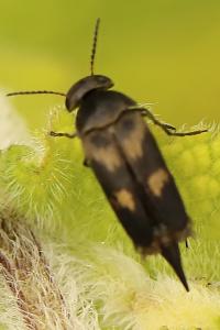 <i>Variimorda</i>