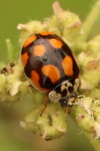 <i>Adalia decempunctata</i>