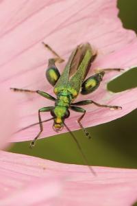 <i>Oedemera nobilis</i>