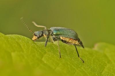 <i>Clanoptilus elegans</i>