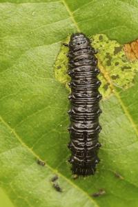 <i>Agelastica alni</i>