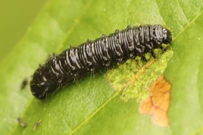 <i>Agelastica alni</i>