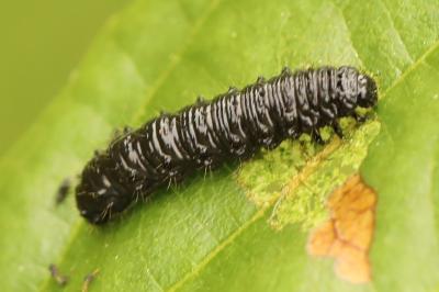 <i>Agelastica alni</i>