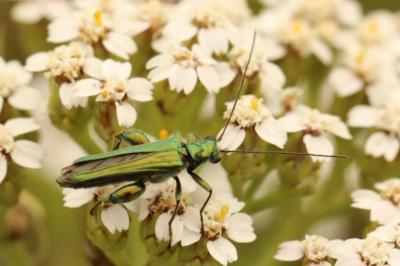 <i>Oedemera nobilis</i>