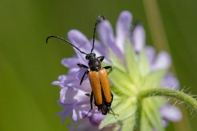 <i>Stictoleptura fulva</i>