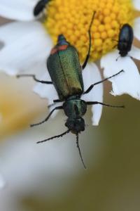 Malachius bipustulatus