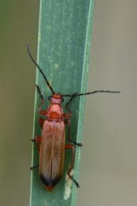 <i>Rhagonycha fulva</i>