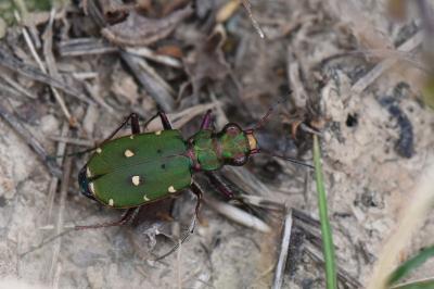 <i>Cicindela campestris</i>