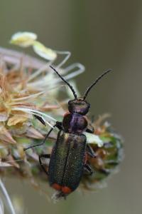 <i>Malachius bipustulatus</i>