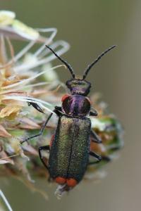 <i>Malachius bipustulatus</i>