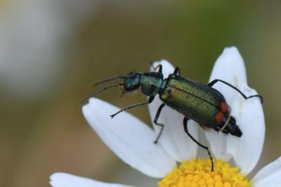 <i>Malachius bipustulatus</i>