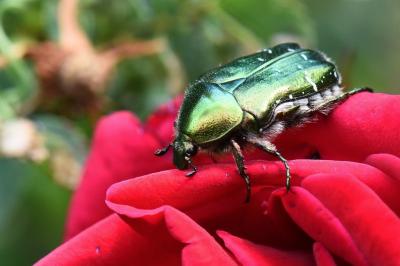 <i>Cetonia aurata</i>