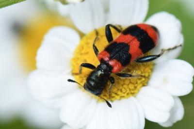 <i>Trichodes apiarius</i>