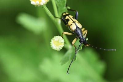 Rutpela maculata