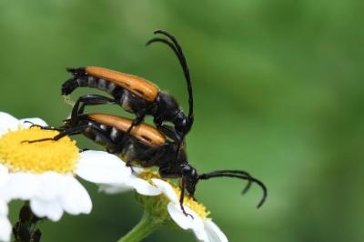 <i>Stictoleptura fulva</i>