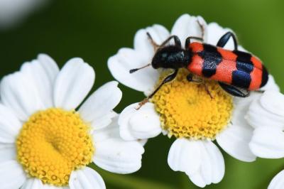 <i>Trichodes apiarius</i>