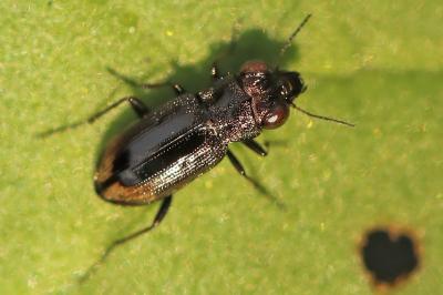 <i>Notiophilus biguttatus</i>