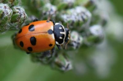 Hippodamia variegata