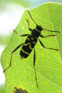 <i>Clytus arietis</i>