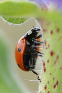 <i>Coccinella septempunctata</i>