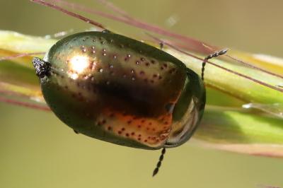 <i>Chrysolina hyperici</i>