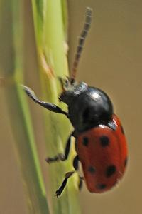 <i>Cryptocephalus primarius</i>