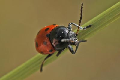 Cryptocephalus primarius