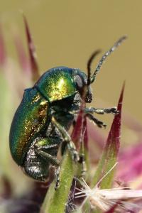 <i>Cryptocephalus</i>