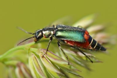 Malachius bipustulatus