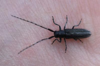 <i>Agapanthia cardui</i>