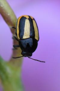 <i>Cryptocephalus vittatus</i>