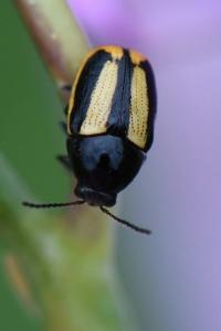 <i>Cryptocephalus vittatus</i>