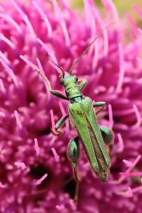 <i>Oedemera nobilis</i>