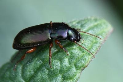 <i>Harpalus</i>