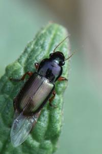 <i>Harpalus</i>