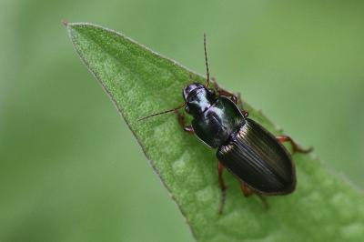 <i>Harpalus</i>