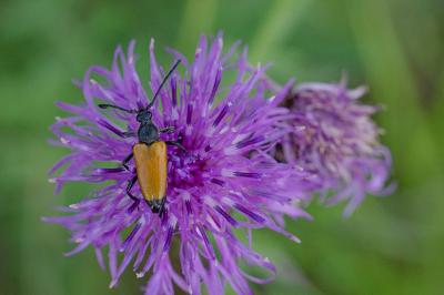 <i>Stictoleptura fulva</i>